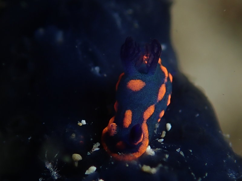 Donut Nembrotha